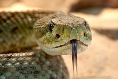 rattlesnake-653642_640