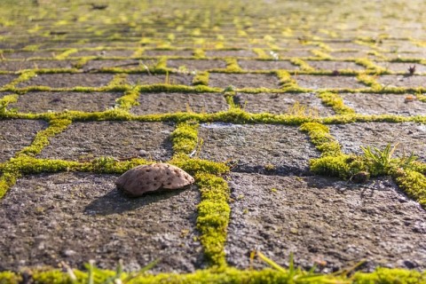 path-2871524_640