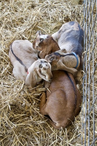 goats-4714398_640