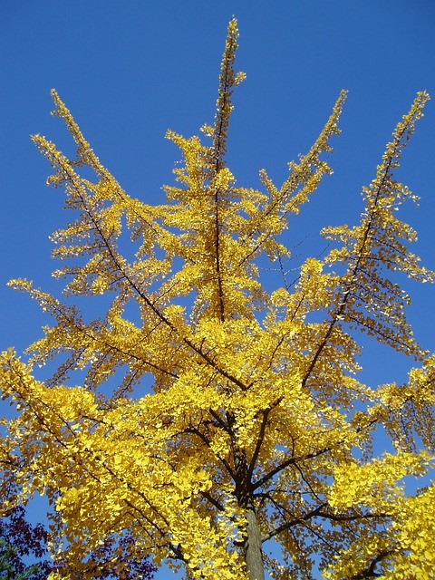 Gott und der alte Baum